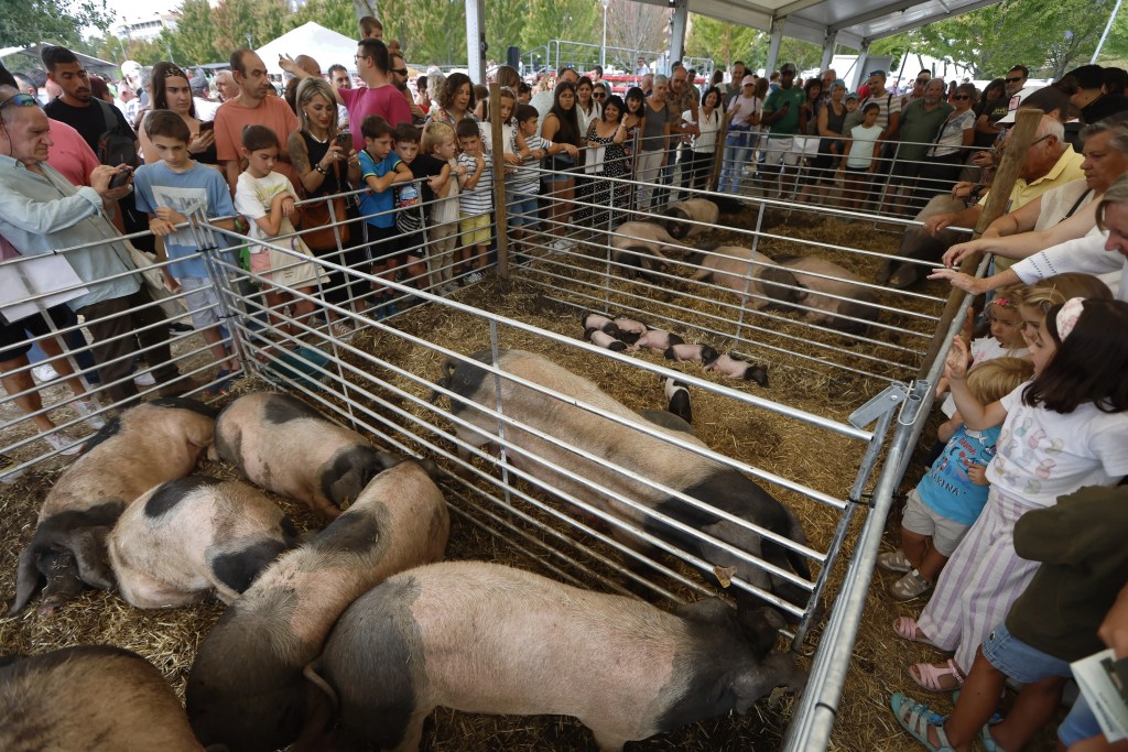 Imagen de la Feria de Razas Autóctonas, ‘Auténtika’, celebrada en Pamplona