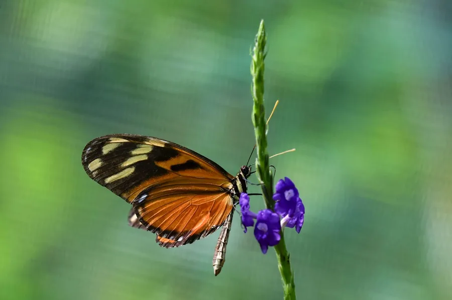 Fotografía de archivo de una mariposa Heliconius ismenius en Quepos (Costa Rica). EFE/Jeffrey Arguedas