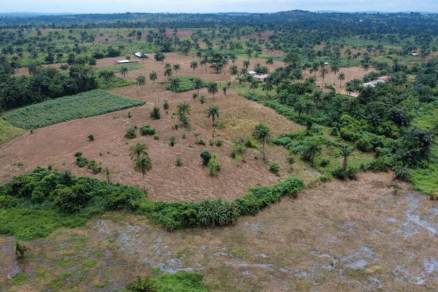 Bruselas pide retrasar un año más la ley europea contra la deforestación importada