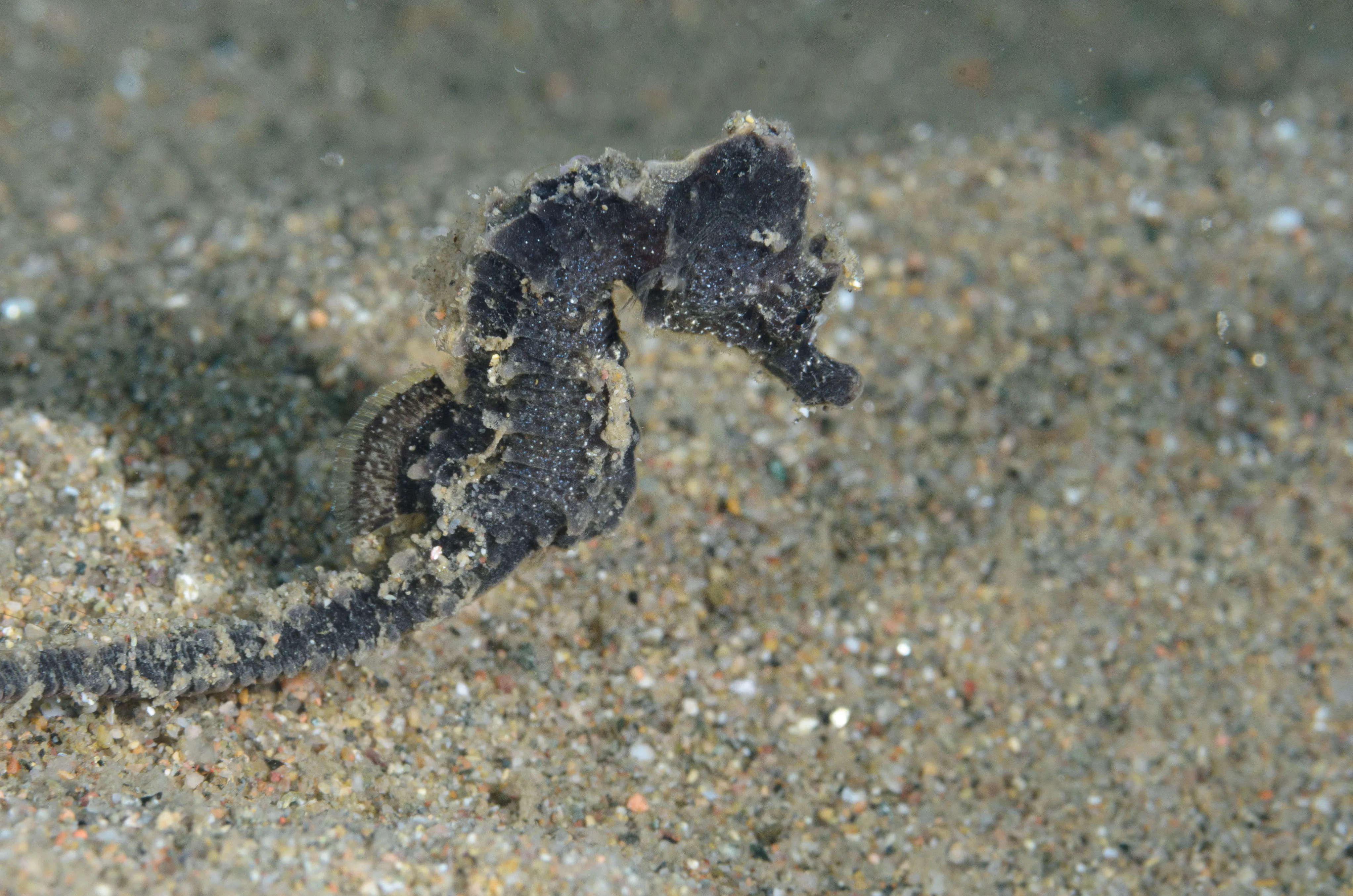 Imagen de un caballito de mar en el parque natural de las islas Medes