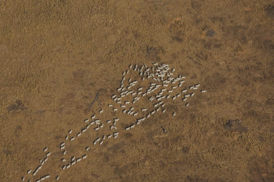 Nuevos indicios vinculan al gigante cárnico brasileño JBS con la deforestación de la Amazonía