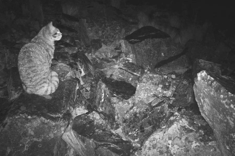 La cruzada para cuidar al gato andino, el mensajero de los espíritus guardianes en Bolivia