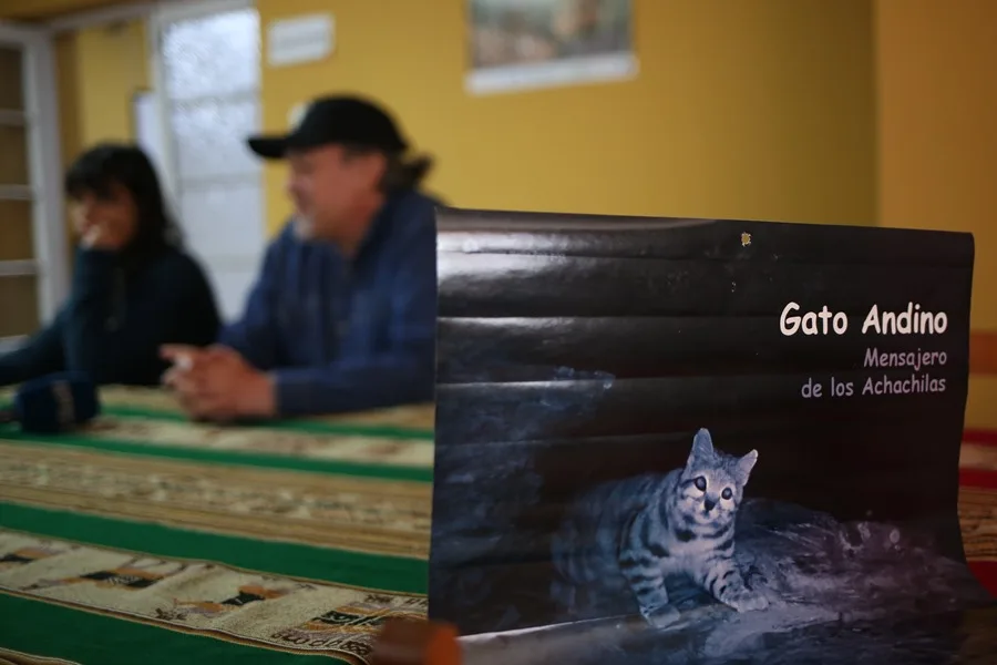 La cruzada para cuidar al gato andino, el mensajero de los espíritus guardianes en Bolivia