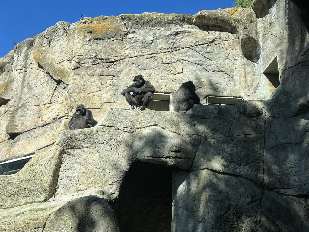 Gorila en el Zoo de Madrid