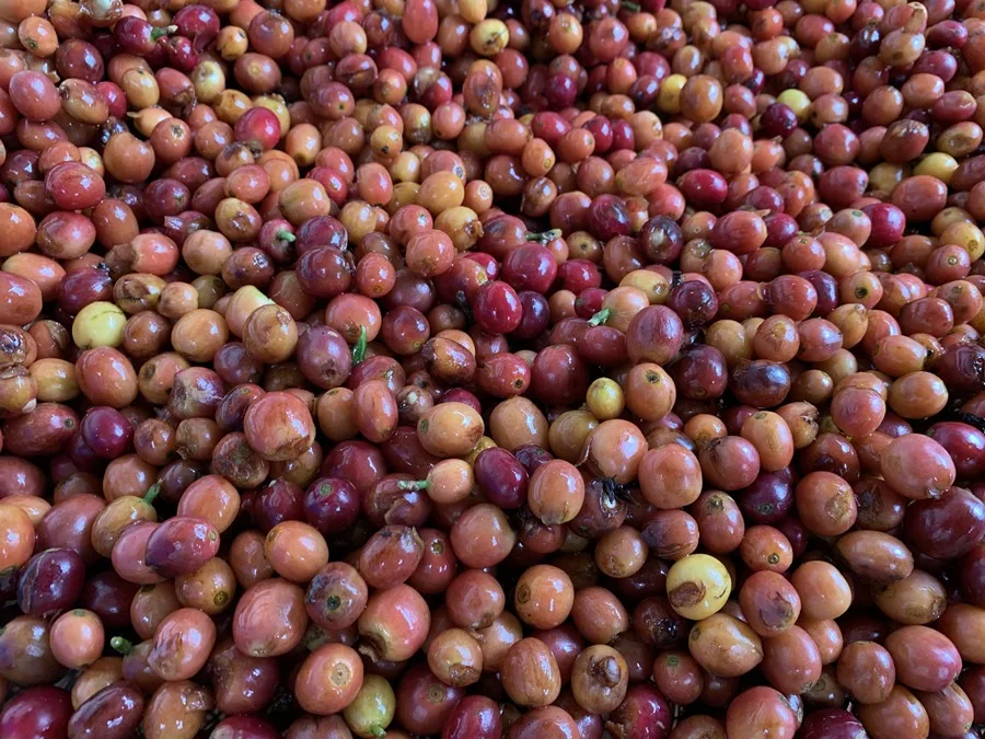 Frajares, un templo del café de especialidad en el Chocó Andino de Ecuador