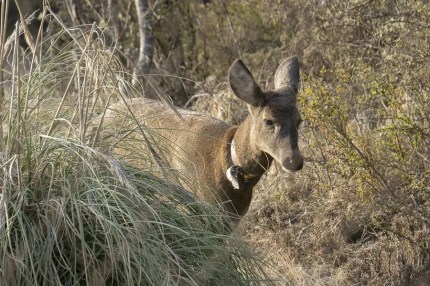 Los esfuerzos de Chile y Argentina para devolver el extinto huemul a la cordillera de Los Andes