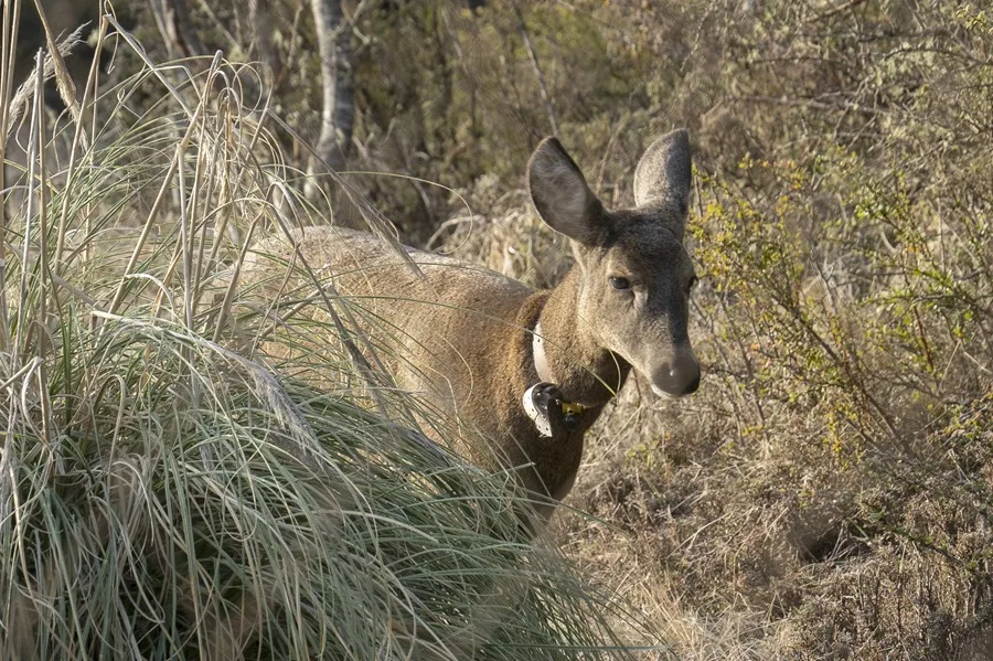 Los esfuerzos de Chile y Argentina para devolver el extinto huemul a la cordillera de Los Andes