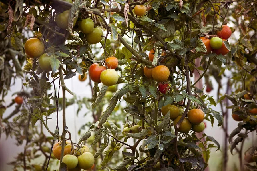 La UE propone modificar el pacto con Marruecos sobre agricultura que el TJUE anuló. En la imagen, Detalle de plantas de tomate en una explotación agraria en Sidi El Yahya, población al este de Rabat, Marruecos. EFE/ZACARIAS GARCIA / Archivo