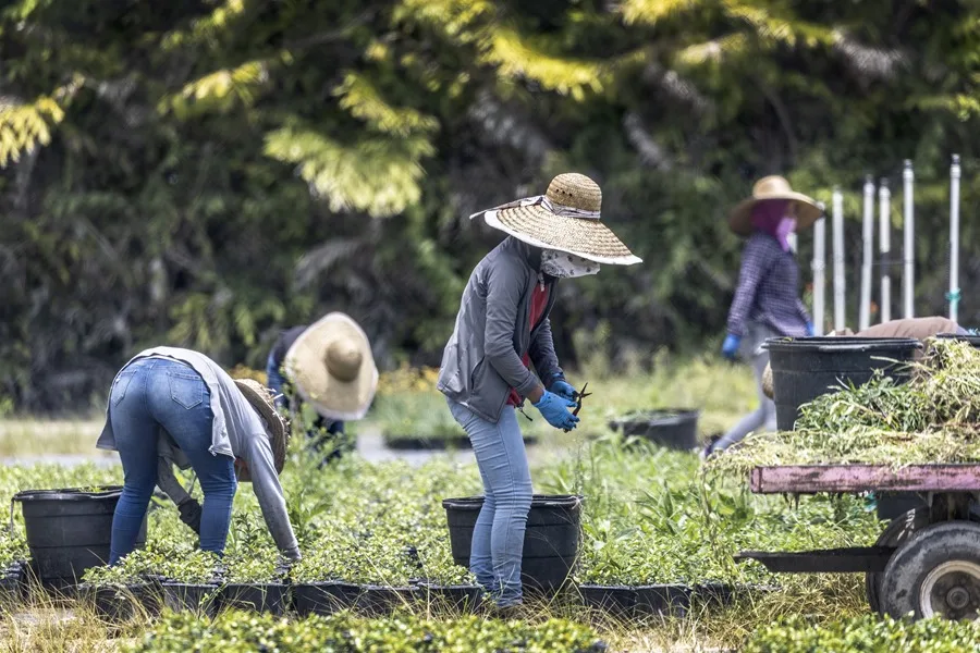 Florida encuentra en Brasil y México los aliados para paliar su crisis de naranjas