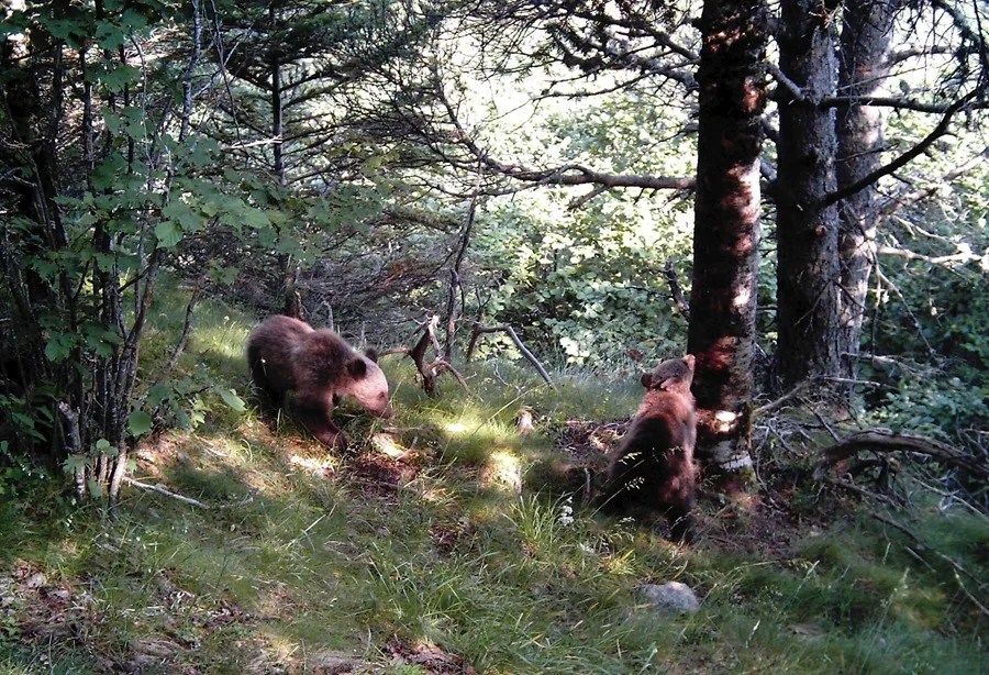 El estado de Florida (EE.UU.) permite nuevamente la caza de osos, tras diez años de veto