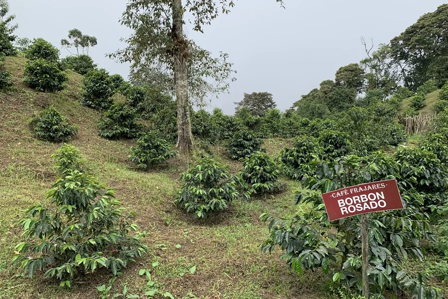 Frajares, un templo del café de especialidad en el Chocó Andino de Ecuador