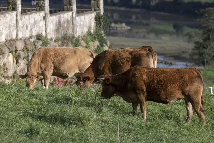 DEBATE AUSTRIA VACAS