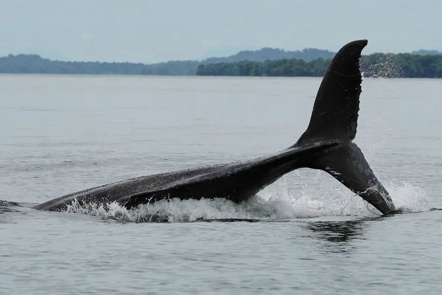 ballenas jorobadas Pacífico colombiano