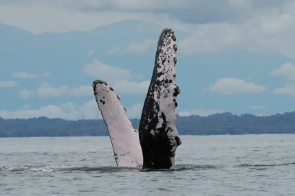 ballenas jorobadas Pacífico colombiano