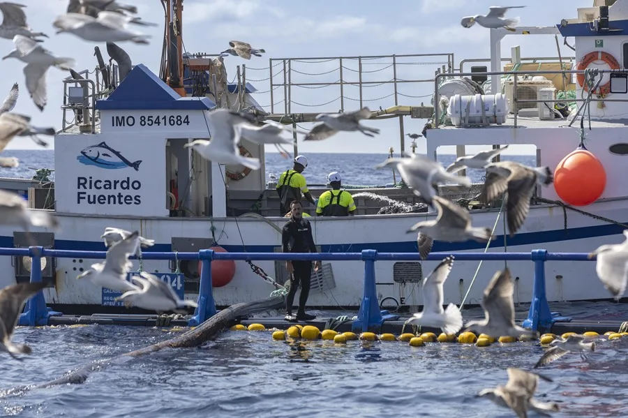 Un barco suministra pescado a los atunes en cautividad en una picisfactoría frente a la costa de Cartagena.