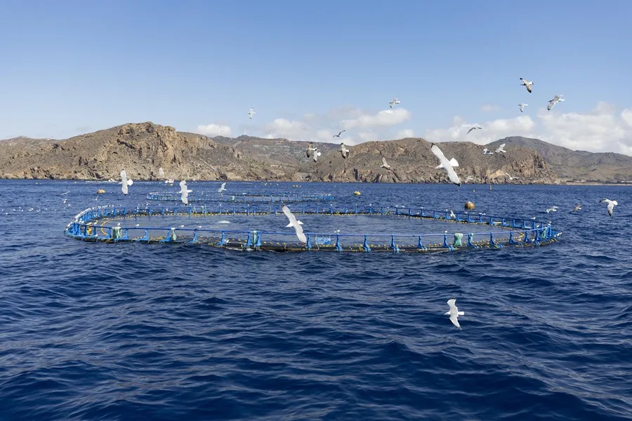 Vista de una picisfactoría de atún rojo frente a la costa de Cartagena.