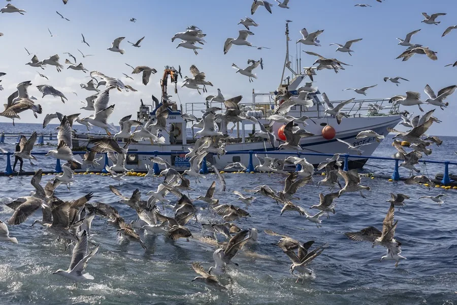 Un barco suministra pescado a los atunes en cautividad en una picisfactoría frente a la costa de Cartagena.