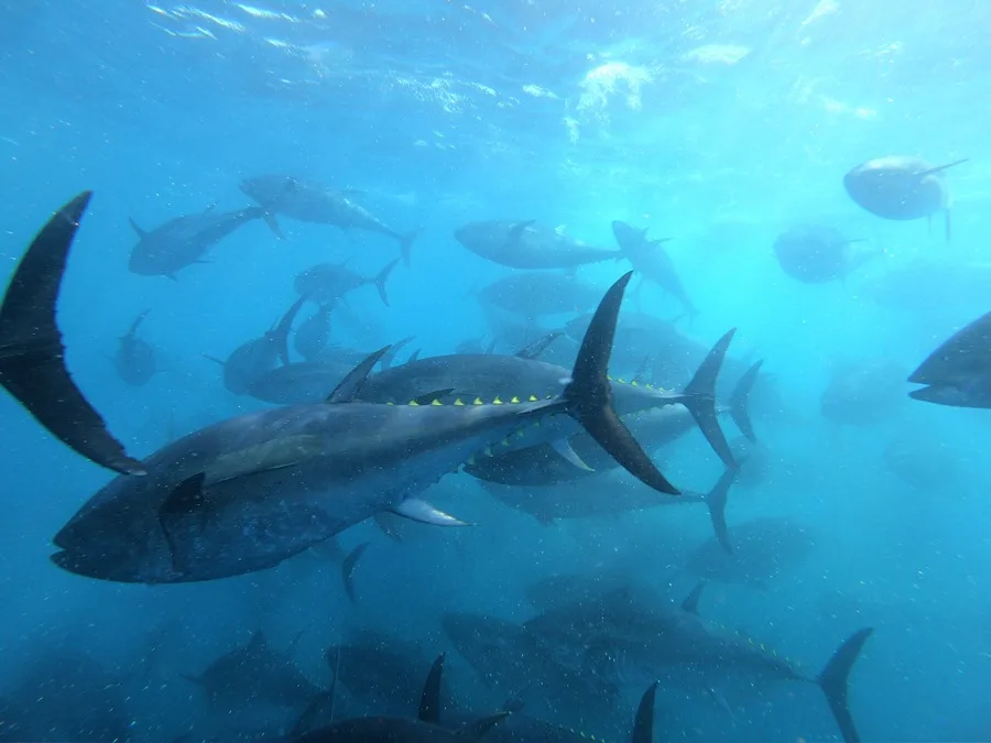 Atunes en el Instituto Español de Oceanografía (IEO) en Cartagena (Murcia).