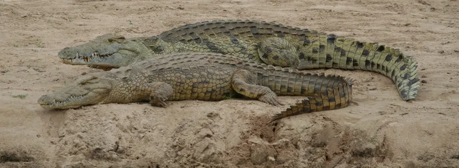 CRIA COCODRILOS