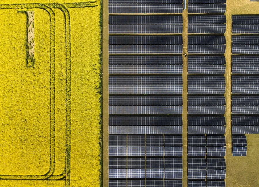 un campo de colza utilizado para producir biodiésel junto a un campo de paneles solares