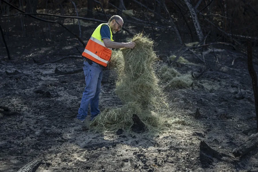 incendios bosques recuperación flora fauna