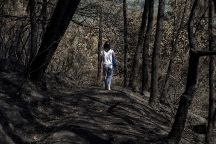 bosques incendios recuperación