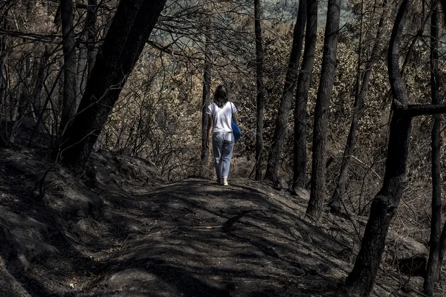 bosques incendios recuperación