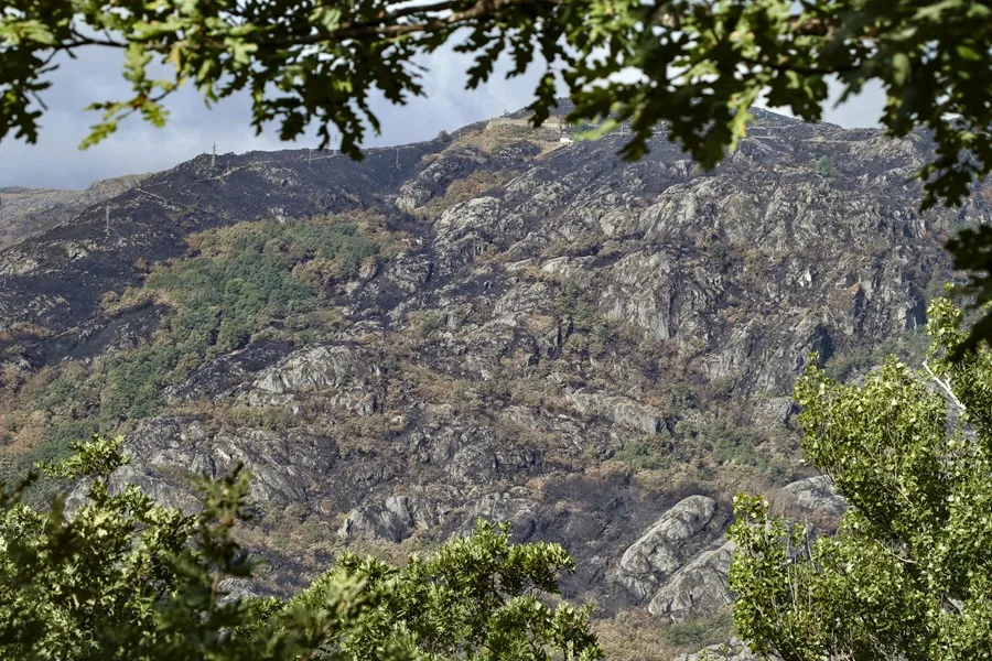 incendios bosques recuperación fauna flora
