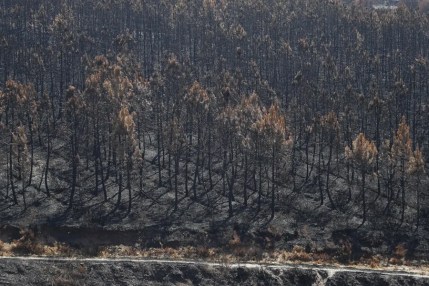 INCENDIOS FORESTALES