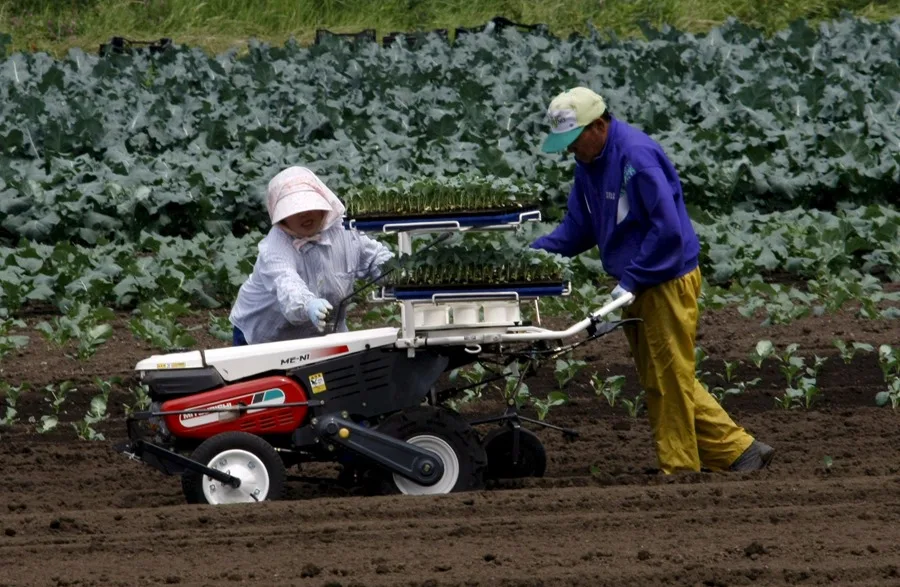 MAYORES 65 AÑOS JAPON