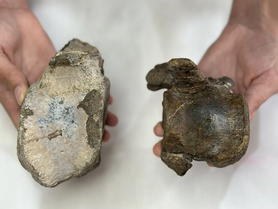 Científicos de la Fundación Conjunto Paleontológico de Teruel-Dinópolis y del Museo Paleontológico de Alpuente han descubierto nuevos fósiles de dinosaurios herbívoros en yacimientos de Teruel y Valencia.