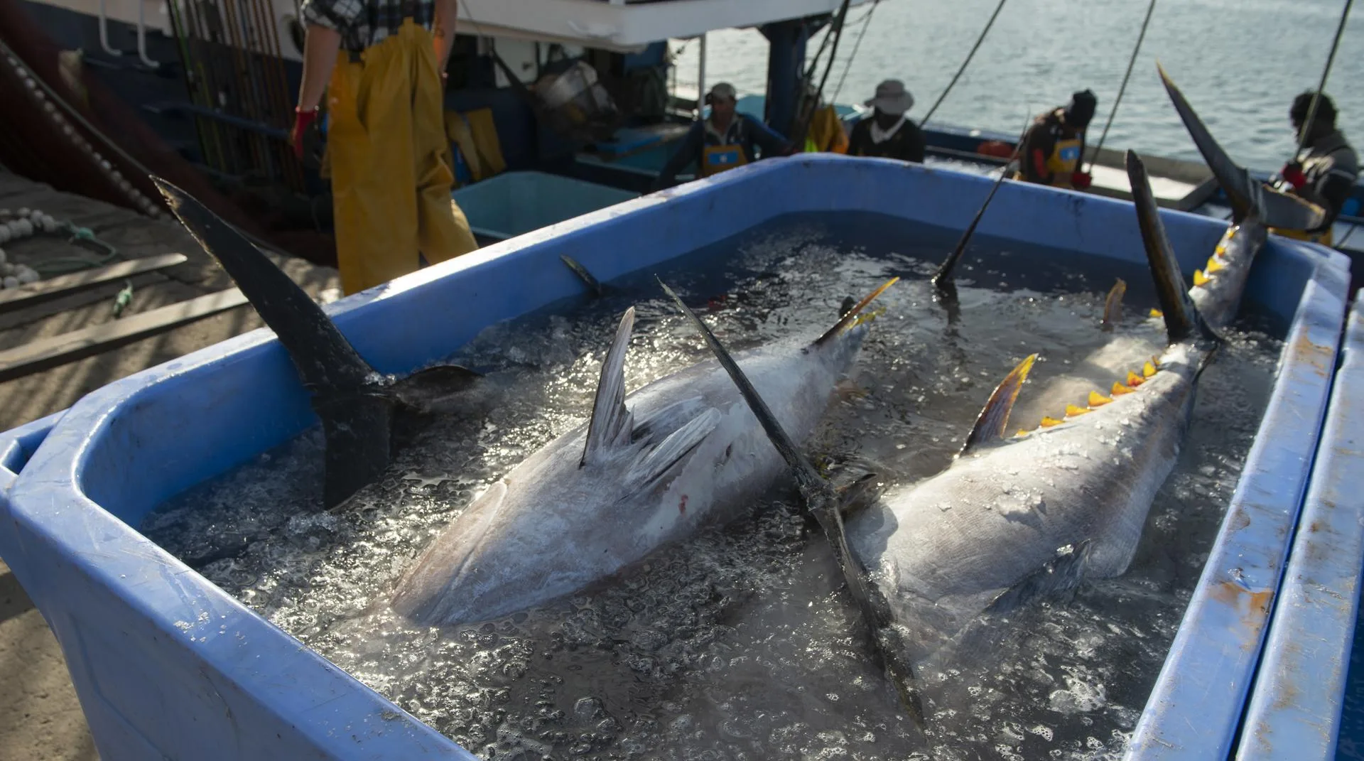 Un pesquero descarga atunes, en una imagen de archivo, en el puerto de Arrecife (Lanzarote). EFE/Adriel Perdomo