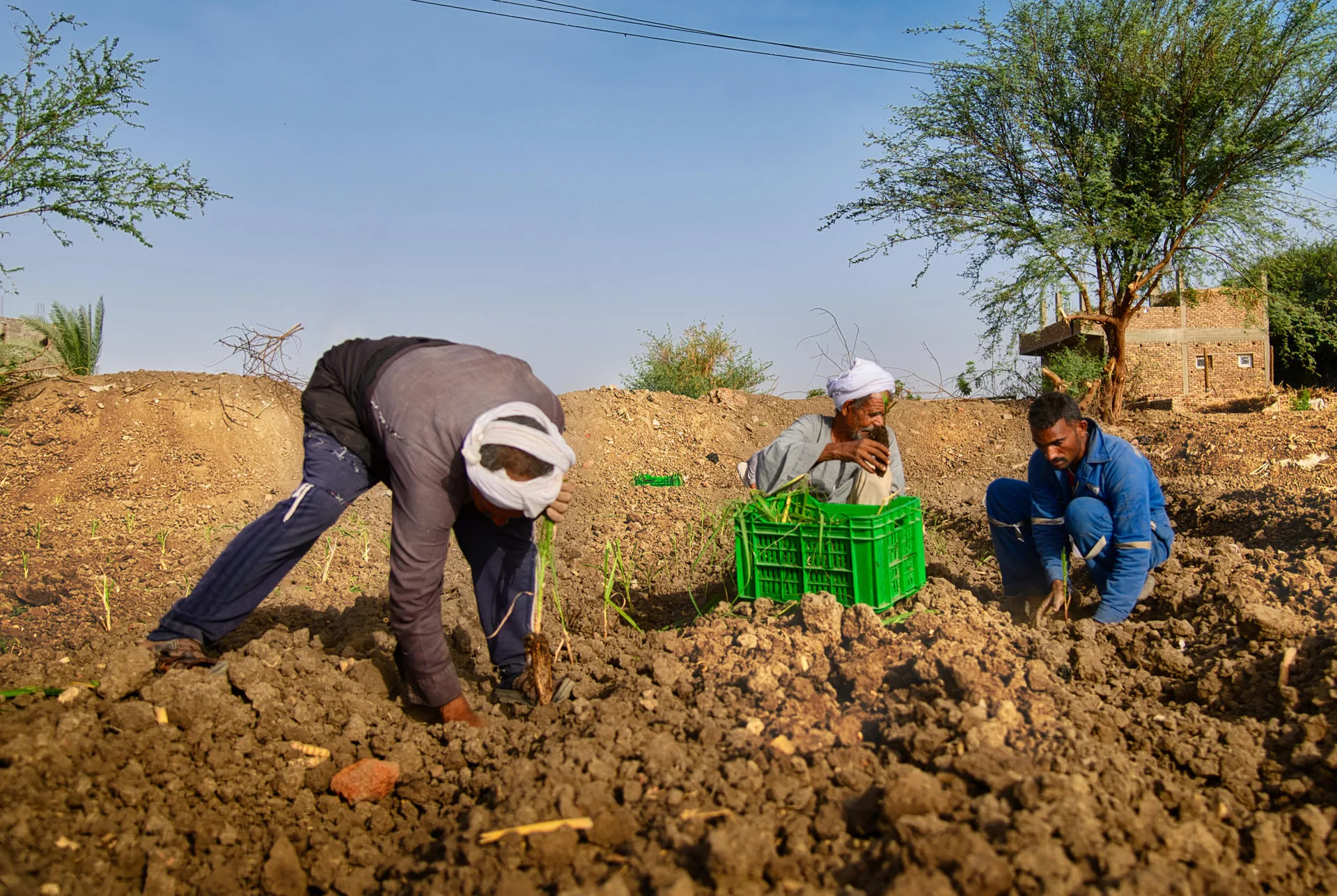 The death of 18 female farm workers—mostly teenagers—in a traffic accident in Egypt is yet another symptom of the precarious working conditions in the country's agricultural sector, which produces much of the fruit and vegetables that reach European markets after being harvested mainly by poor women and girls. Sept. 2, 2025. EFE/ FAO / Ahmed Elsheemy FOR EDITORIAL USE ONLY/ONLY AVAILABLE TO ILLUSTRATE THE ACCOMPANYING NEWS ITEM (MANDATORY CREDIT