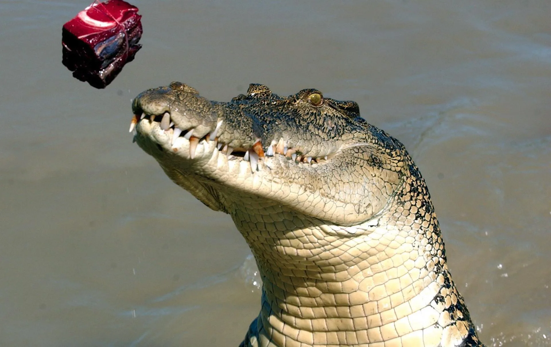 (FILE) A saltwater crocodile leaps from the Adelaide River for a piece of buffalo dangling from the rope of a local tour operator, August 7, 2003. EPA/JULIAN SMITH AUSTRALIA AND NEW ZEALAND OUTINTL OUT