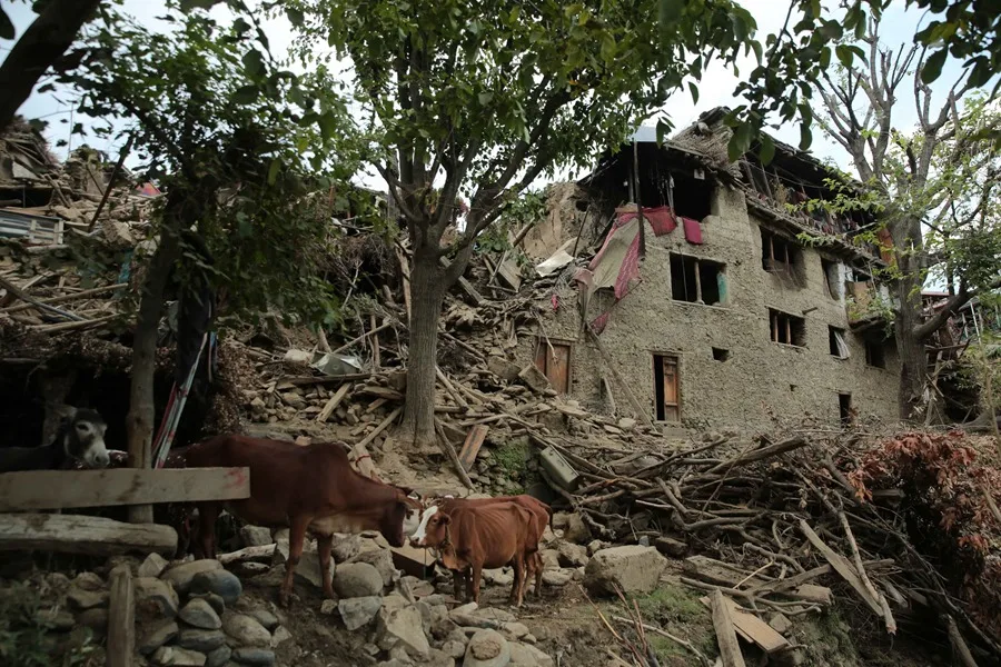 Ganado junto a casas dañadas tras un terremoto en Kunar
