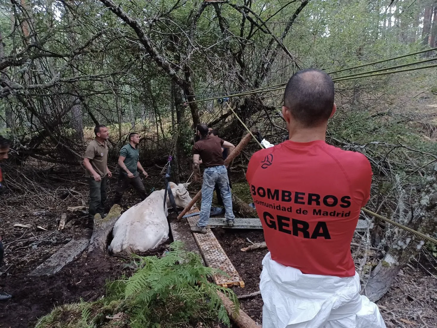 Bomberos rescatan a una vaca de una tubería en Rascafría Madrid