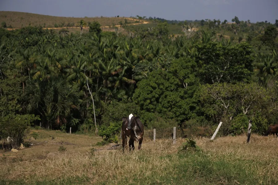 El experimento agrícola que quiere devolver el verde a la Amazonía deforestada en Brasil