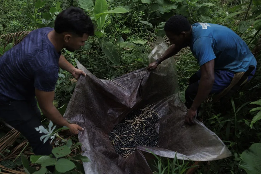 El experimento agrícola que quiere devolver el verde a la Amazonía deforestada en Brasil