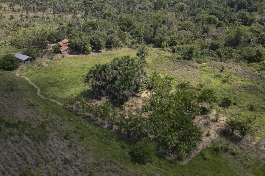 El experimento agrícola que quiere devolver el verde a la Amazonía deforestada en Brasil