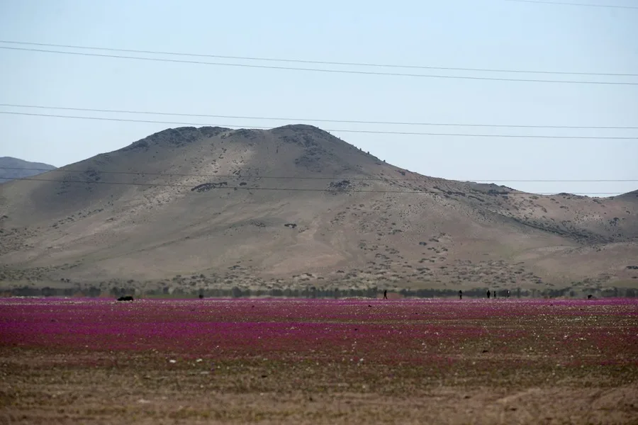 Las flores vuelven a teñir de color el desierto chileno de Atacama, un fenómeno único en el mundo