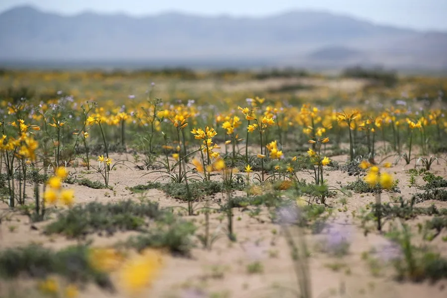 Las flores vuelven a teñir de color el desierto chileno de Atacama, un fenómeno único en el mundo
