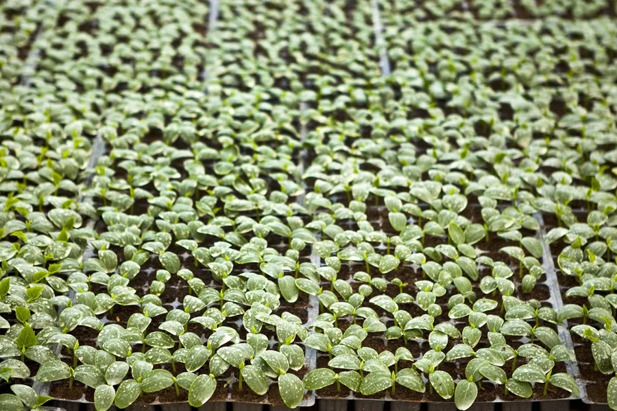 UE Marruecos acuerdo agrícola