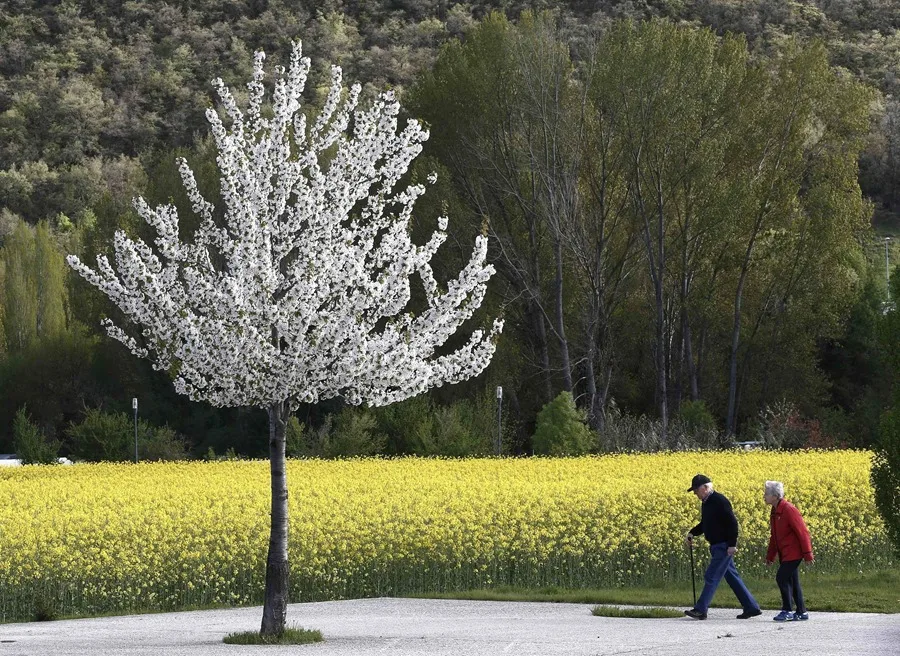 Dos ancianos pasean junto a un campo de colza