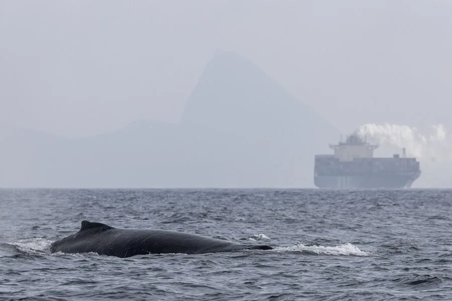 ballenas barcos