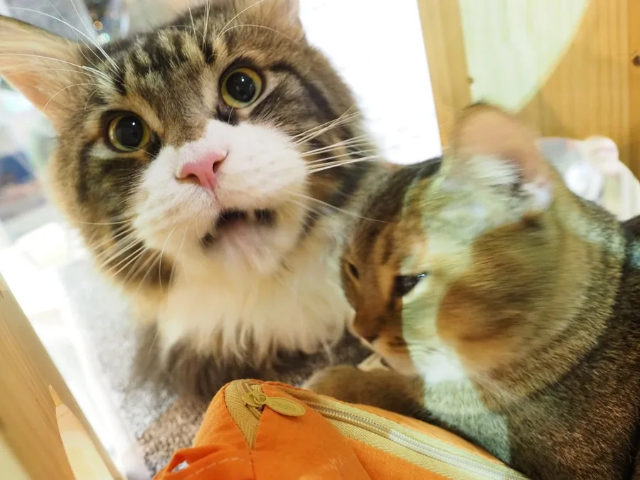 Dos gatos Maine coon juegan