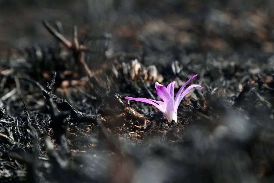 Vista de San Martin de Castañeda (Zamora)
