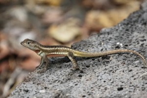 lagunas legislativas de la UE alimentan los delitos contra la fauna silvestre, según un informe. En la imagen, Un reptil en el cerro Tijeretas de la isla San Cristóbal, la más oriental de las islas Galápagos (Ecuador). EFE/ Fernando Gimeno / Archivo
