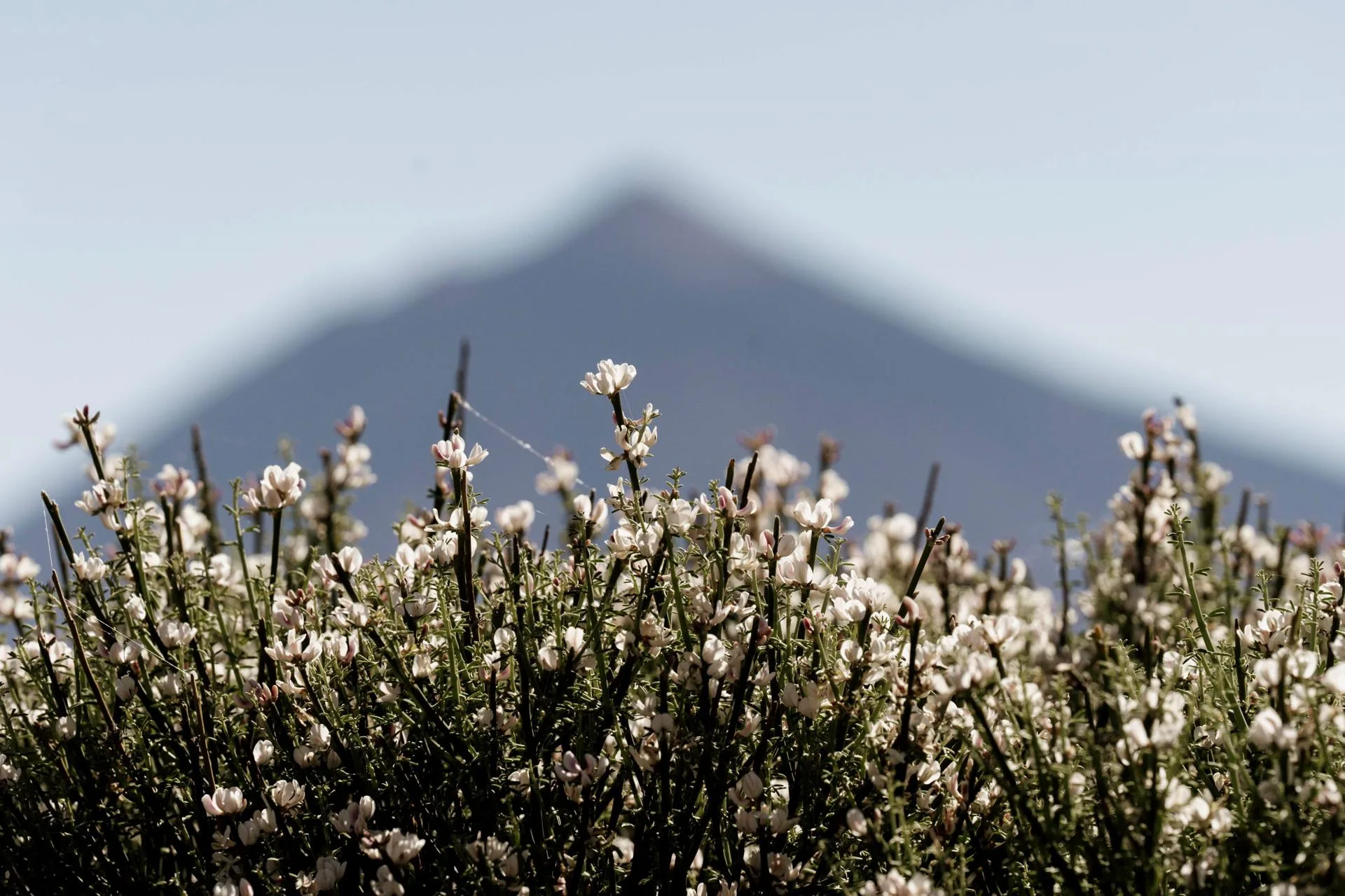 Imagen de archivo de las flores en primavera del Parque Nacional del Teide. EFE/Miguel Barreto