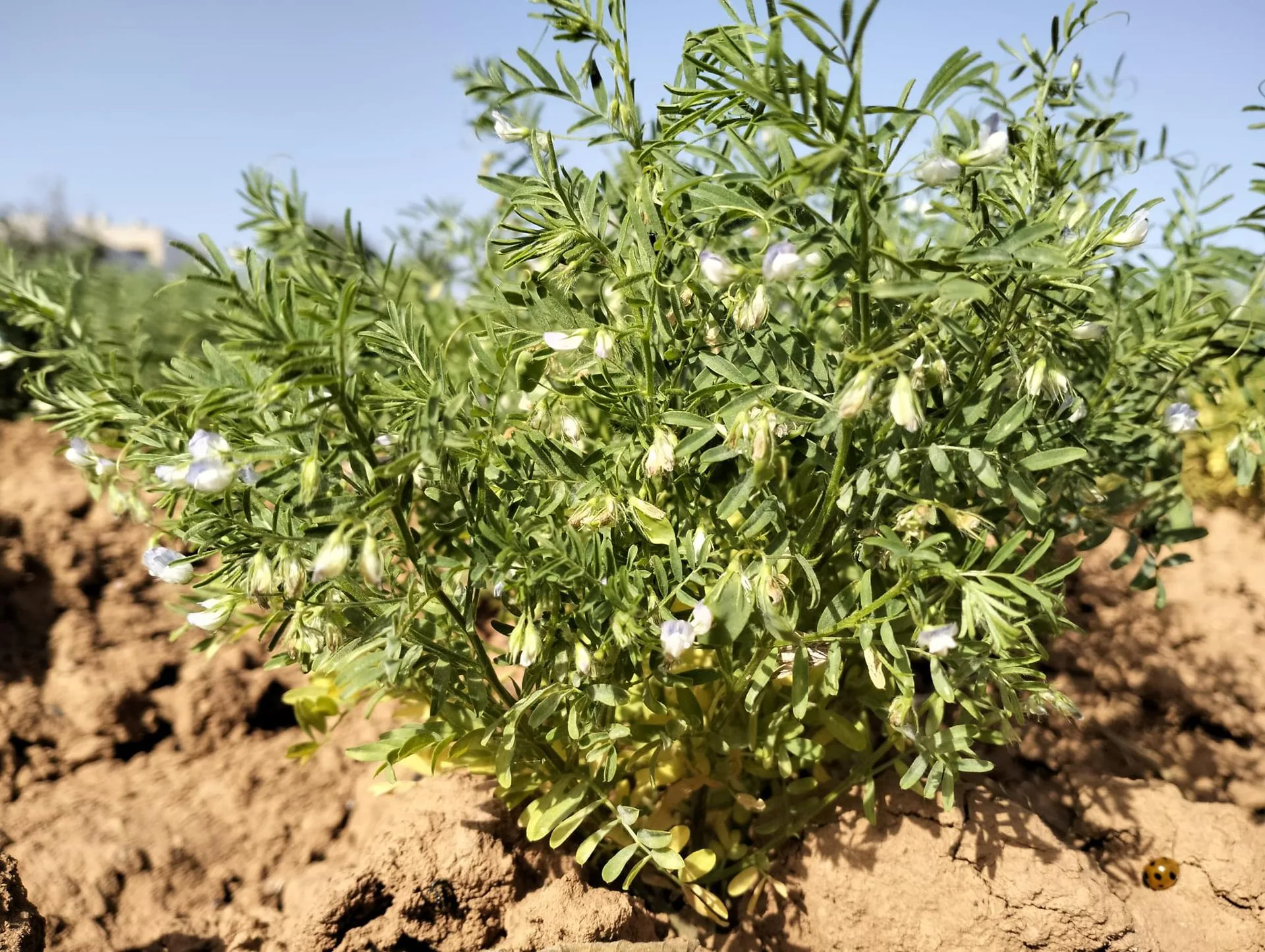 En la imagen, un mata de lenteja majorera fotografiada en Casillas de Morales, en el municipio de Antigua (Fuerteventura). EFE/Fayna Brenes Quevedo