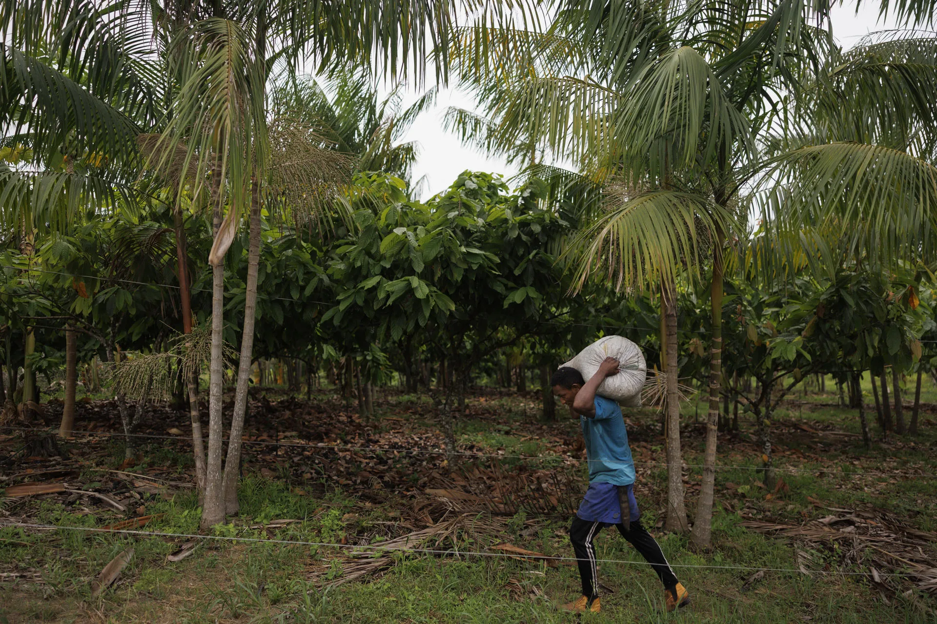 Rural worker Alcides Filho, known as 'Filhinho' harvesting acai in Mamui, Brazil, Sep. 10, 2025. EFE/Isaac Fontana